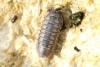 Armadillidium nasatum